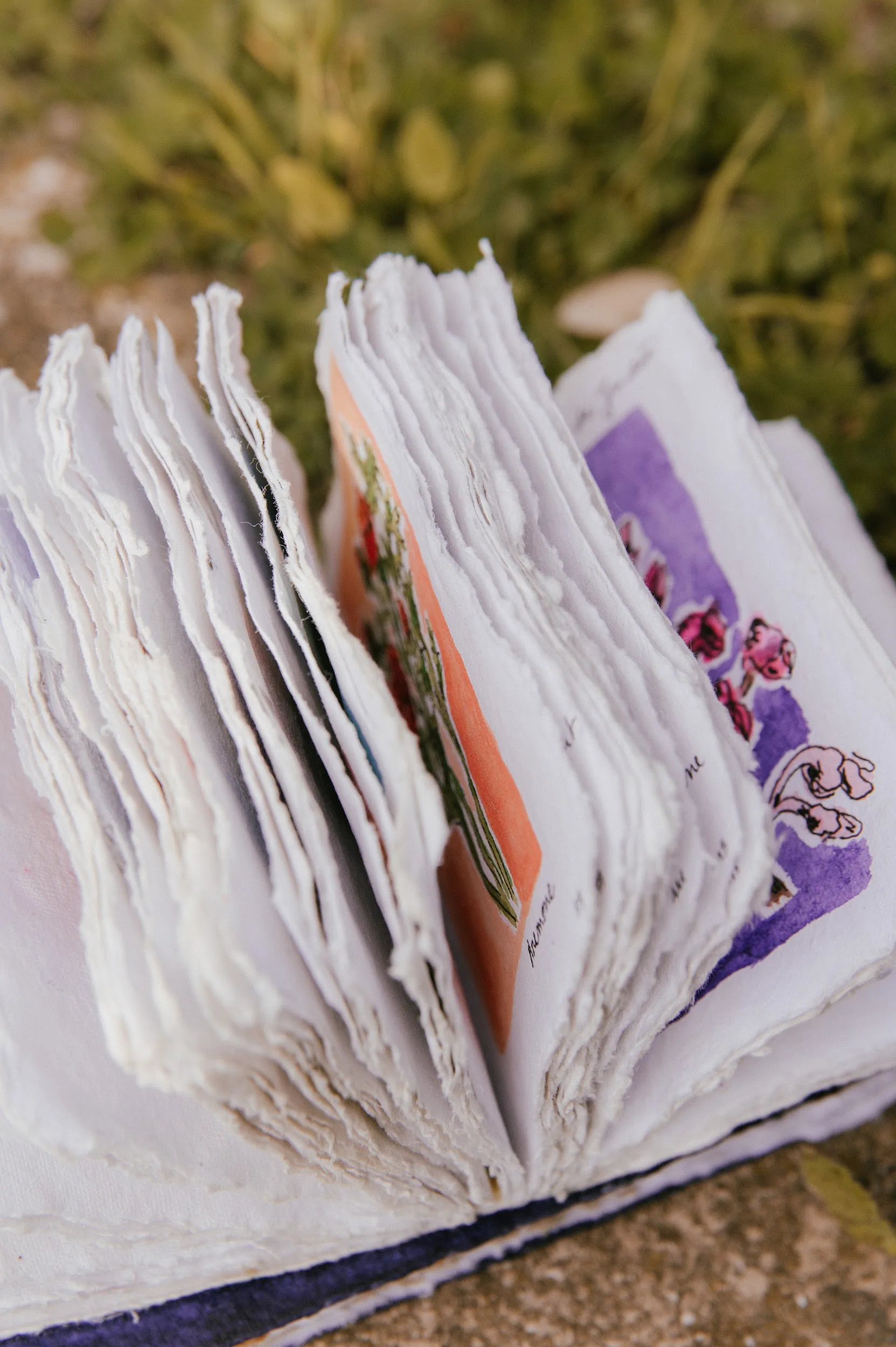 Les carnets de cueillette Couverture Rigide – Image 11